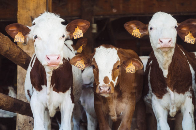Animal Husbandry
